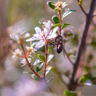 BUCHU LEAF ORGANIC 100g Barosma betulina image 1