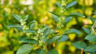 Close-up of ashwagandha plant with a blurred green background