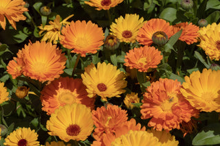 Pattern of orange and yellow calendula flowers with green leaves