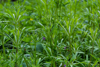 Close-up of cleavers bedstraw plants with a blurred backgrounded