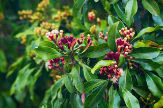 Close-up of a clove bud plant with red and white flowers and green leaves.