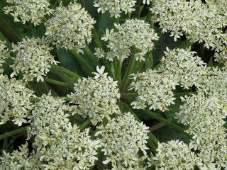 Close-up of white dong quai flowers with green leaves