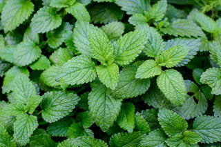 Close-up of green lemon balm leaves