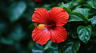 Red hibiscus flower with green leaves on a blurred green background