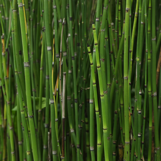 Horsetail Plant