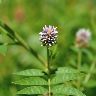 Licorice plant with green leaves on a blurred natural background