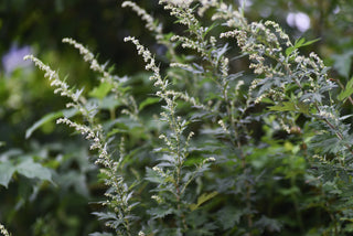Close-up of mugwort with green leaves and small white flowers.