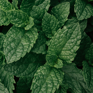 Close-up of peppermint leaves with a dark background