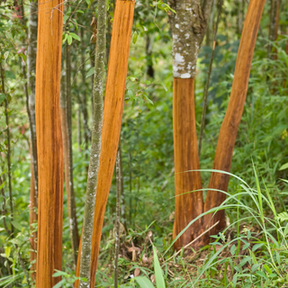 Cinnamon trees with reddish-brown trunks in a forest setting