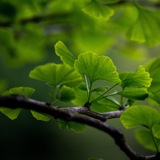 Close-up of ginkgo leaves on a branch with a blurred background