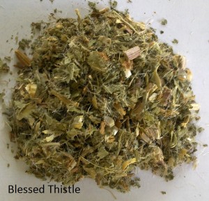 Blessed Thistle - Cnicus benedictus. Dried. Herbal Tea.