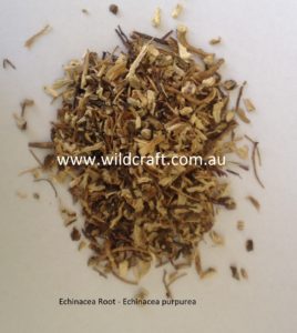 Echinacea Root - Echinacea purpurea