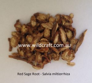 Red Sage Root - Salvia miltiorrhiza